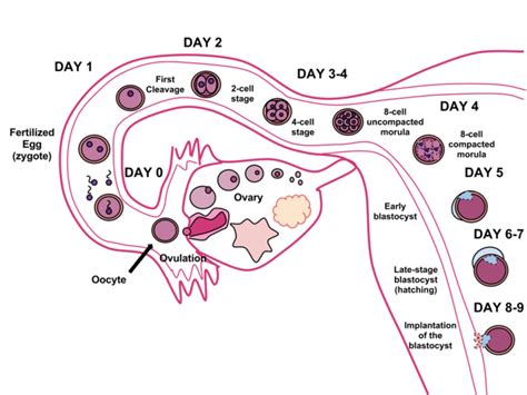 First Week Of Development Boundless Anatomy And Physiology