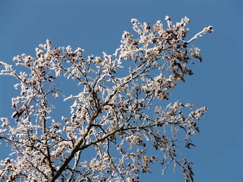 무료 이미지 나무 분기 감기 겨울 하늘 봄 생기게 하다 플로라 시즌 벚꽃 작은 가지 흰 서리 동결 꽃
