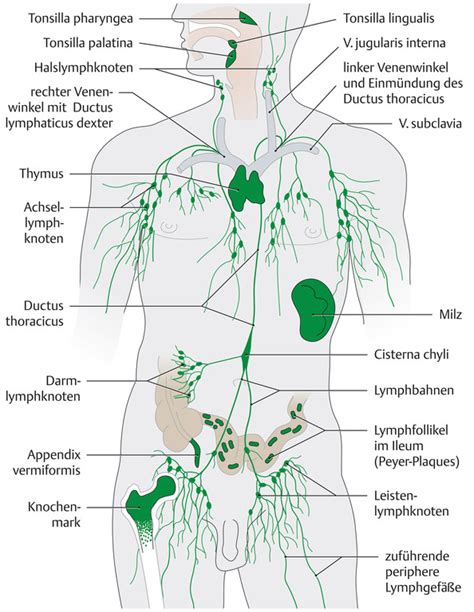 Die anatomie des menschen der menschliche körper stellt ein anatomisches gesamtkunstwerk von äußerster komplexität dar. Lymphatische Organe und Lymphgefäße (... - eRef, Thieme