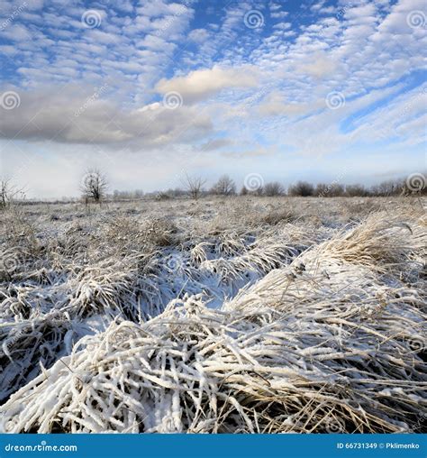Nice Winter Meadow Stock Image Image Of Park Snowy 66731349