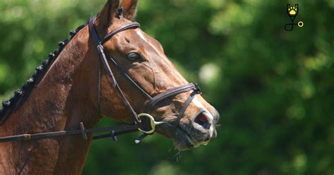 15 Ticks To Teach Your Horse Or Pony To Neck Rein The Horse Advisor