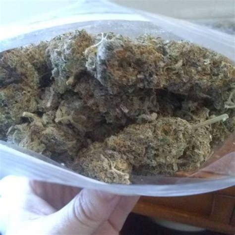 Quebec Cannabis Seeds Qcs Fruity Og Kush Grow Journal By Thundrfuk