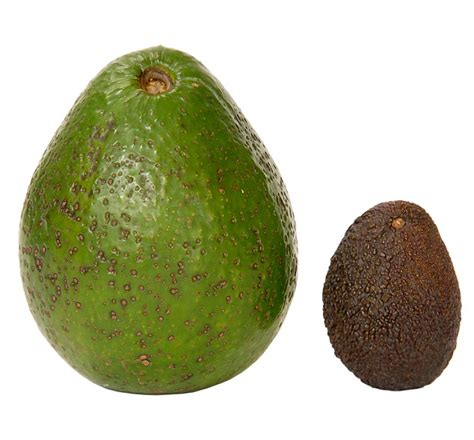 A half avocado provides 160 calories, 14.7g of fat, 8.5g of carbs, and 2g of protein. M&S launches the giant 'Carla' avocado that is FIVE times ...