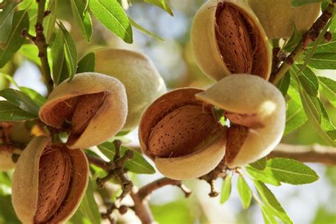 We not only provide english meaning of بادام but also give extensive definition in english language. Almonds - A Handful Can Make a Difference - A versatile ...