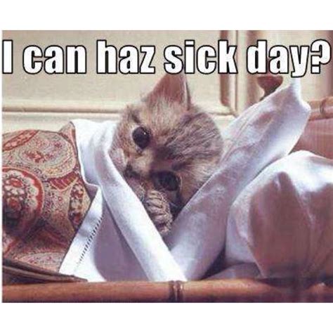 Sick Day Sick Kitten Sick Cat Crazy Cats