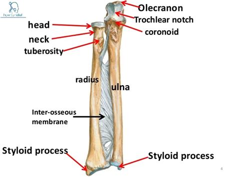 Ulna Anatomy Muscle Attachment And Bony Landmark How To Relief