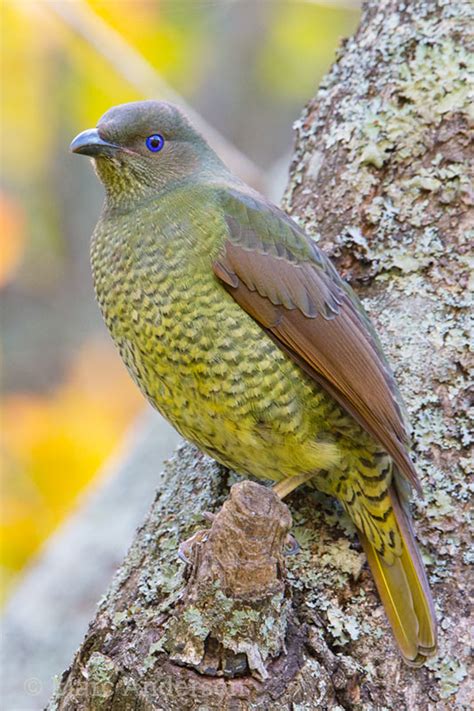 Satin Bowerbird Calls And Song Wildlife Sounds By Wild Ambience