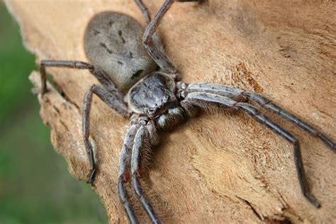 World History Knowlage Brazilian Wandering Spiders