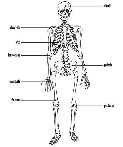 Blank Human Body Bones Diagram
