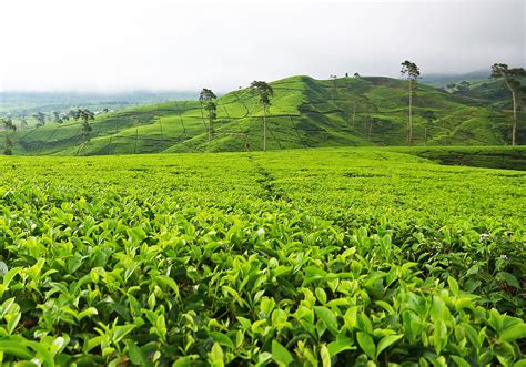 Closer to darjeeling in the lebong valley, ging tea house was built in 1864 and has been tastefully restored with six guest suites. Puncak tea plantation, West Java - TOP INDONESIA HOLIDAYS