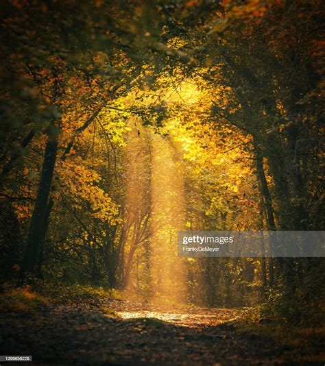 Magical Forest Landscape With Sunbeam Lighting Up The Golden Foliage