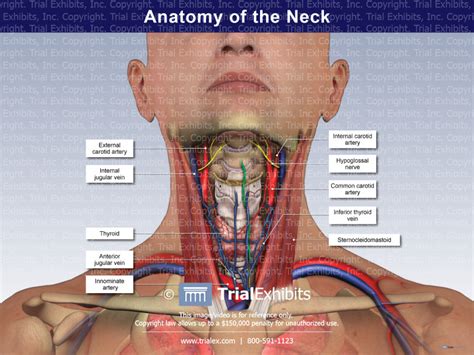 Anatomy Of The Neck Trialexhibits Inc