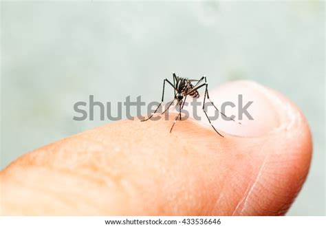 Aedes Mosquito Bite On Skin Mosquito Stock Photo Edit Now 433536646
