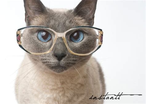 Photographic Print Cat In Glasses 5x7
