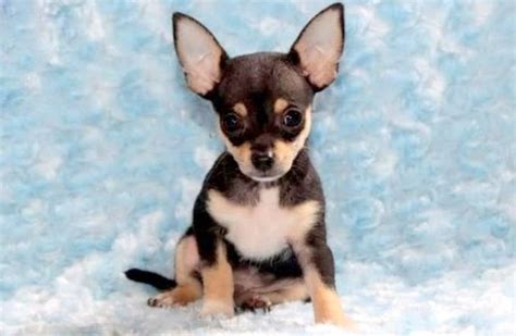 Tan and black purebred chihuahua puppies. Chihuahua Puppies For Sale | Puppy Adoption | Keystone Puppies