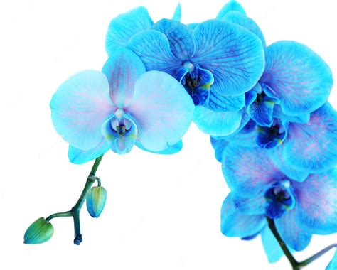 Premium Photo Beautiful Blue Orchid Flower Isolated On White Background