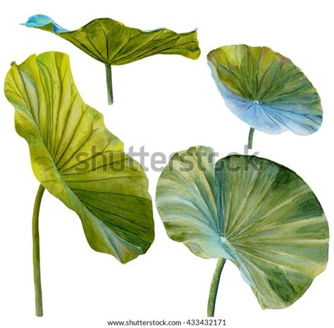 Water Lily Leaf Lotus Leaf Hand Stock Illustration 433432171