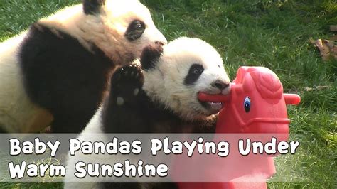 Baby Pandas Playing Under Warm Sunshine Ipanda Youtube