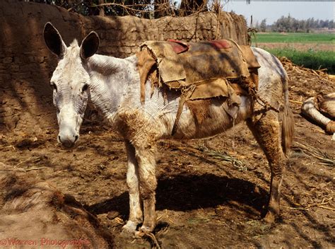 Donkey In Egypt Photo Wp06073