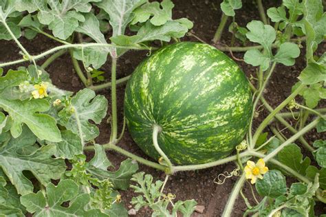 How To Grow Watermelon Ebay
