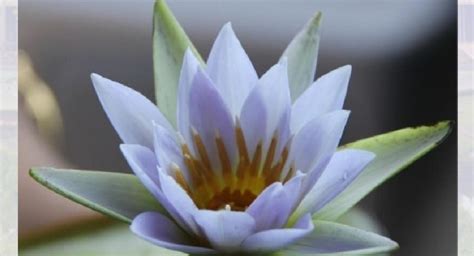 Water Lily Is Sri Lankas National Flower Copa Wants Proper Public