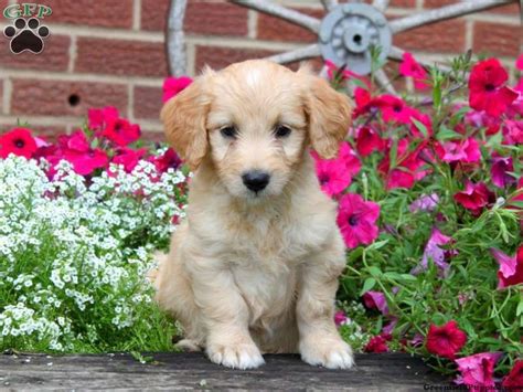 Goldendoodle prices fluctuate based on many factors including where you live or how far you are willing to travel. Tulip, Mini Goldendoodle puppy for sale from Quarryville, PA | Goldendoodle puppy for sale, Mini ...