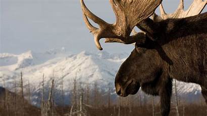 Moose Wallpapers Computer Wonderful Px Hdwallsource Elk