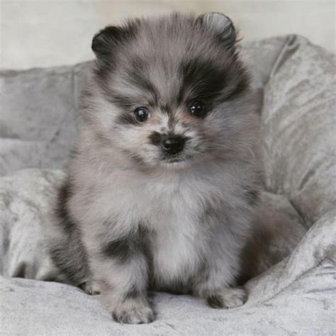 Micro teacup pomeranian puppies available. Pomeranian puppy dog for sale in Albemarle, North Carolina