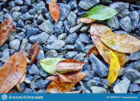 Background Of Stones And Leaves Stock Image Image Of Park Nature