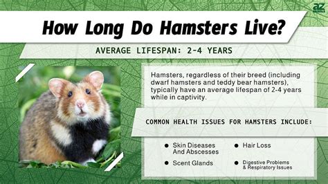 Hamster Lifespan How Long Do Hamsters Live A Z Animals