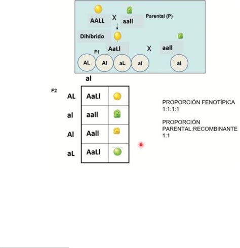 Resumen Ley Mendel 2 Introducción A La Biología Celular Y Molecular