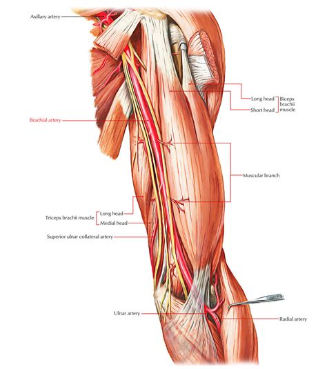 Arteries Of The Upper Limb Earth S Lab