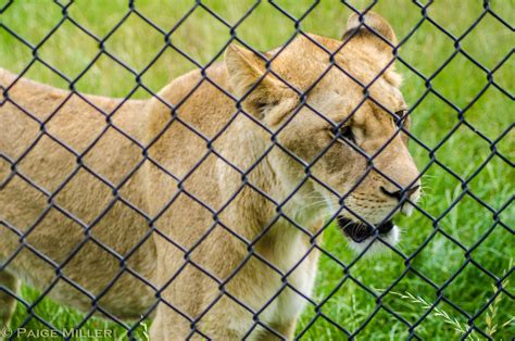 Seneca Park Zoo Lions Spending Their First Summer In Roche Paige