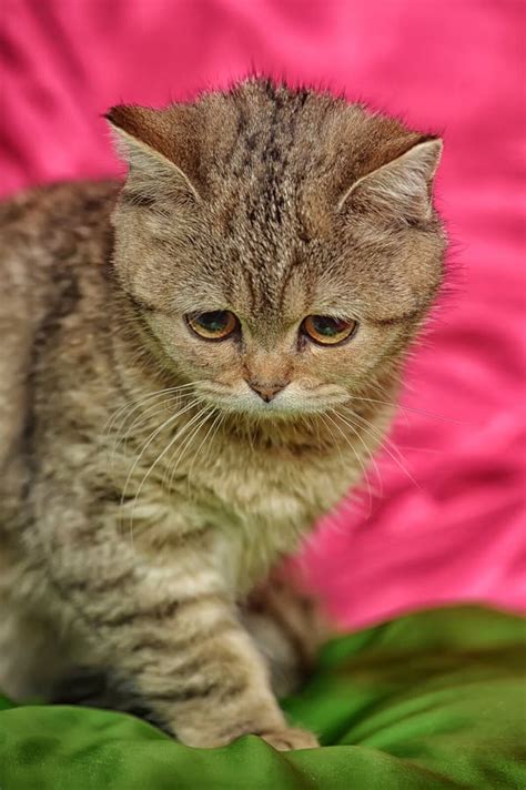 Sad Brown British Kitten Stock Photo Image Of Feline 183205632