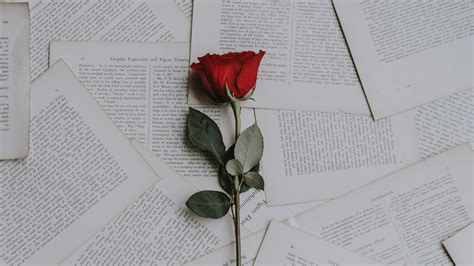 Immer wenn ich ein desktop hintergrundbild vom internet herunterlade und als hintergrund mache wallpapers available in hd and 4k quality. 1920x1080 Wallpaper rose, books, texts | Papel de parede ...