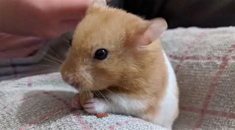 How Much Do Hamsters Cost With Examples Breeder Info And More