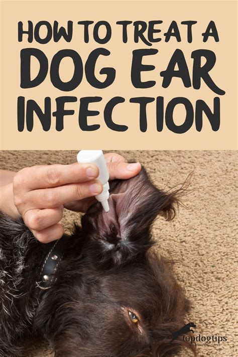 Will Amoxicillin Treat A Dogs Ear Infection