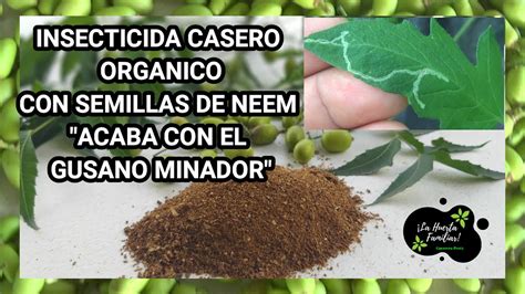 Como Hacer Insecticida Casero Muy Efectivo Org Nico Usando Semillas