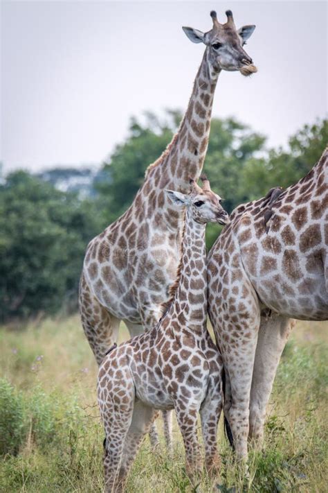 A Baby Giraffe Bonding With The Mother Stock Photo Image Of