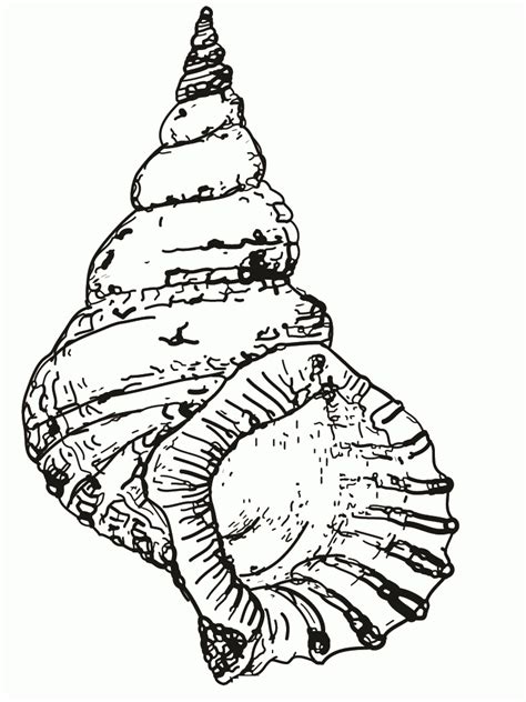 Coloring Pages Of Seashells - Coloring Home