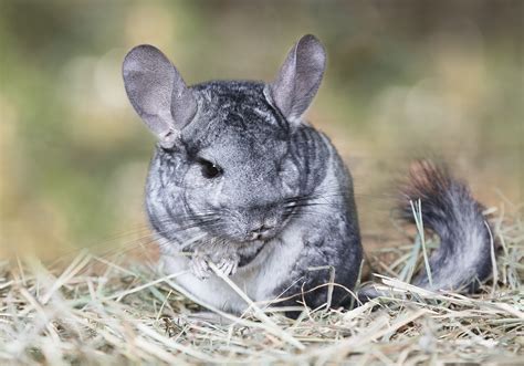 Here are reasons to not get a chinchilla as a pet. Chinchilla Advice