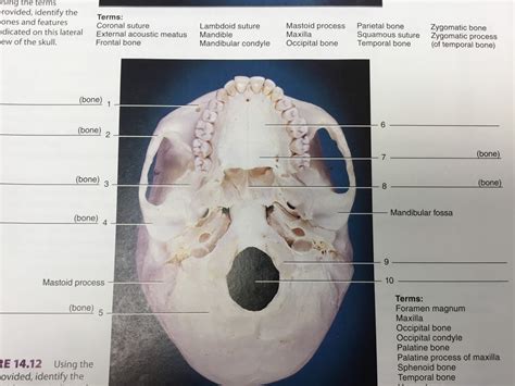 Skull Anatomy Quizlet Anatomical Charts And Posters