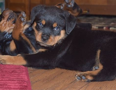 Find your perfect rottweiler puppy for sale and you'll be welcoming an incredible character into your home. Rottweiler Puppies For Sale | Philadelphia, PA #199152