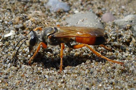 Great Golden Digger Wasp Picture And Information