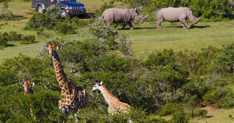 South Africa Safari And Wildlife
