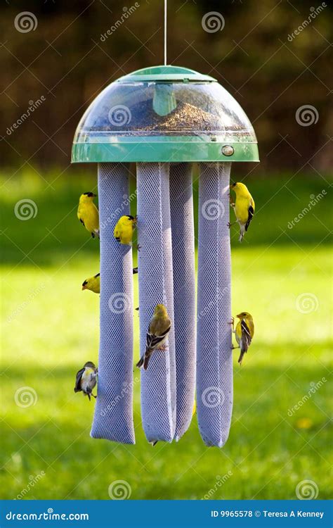 Goldfinches At Bird Feeder Stock Photo Image Of Gold 9965578