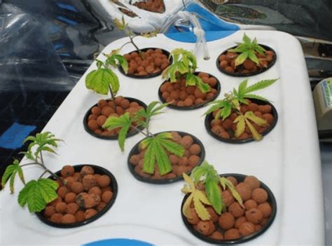 How To Grow Weed Hydroponically Part 7 Step By Step Guide For