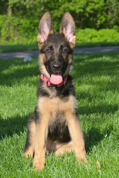 Her color is mainly black , she has a small spot of white on her chest. Vollmond - Breeder of German Shepherd Puppies & Dogs For ...
