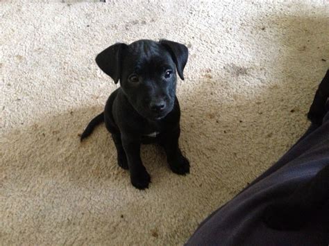 The patterdale terrier is playful and outgoing, smart and likes to keep busy. Patterdale Terrier 2 Puppies 1 boy 1 girl 300 each | Wetherby, West Yorkshire | Pets4Homes