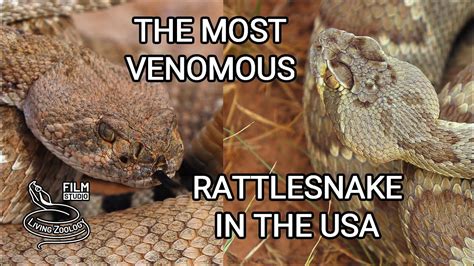 The Most Venomous Rattlesnake In The Usa Deadly Mojave Rattlesnake Vs